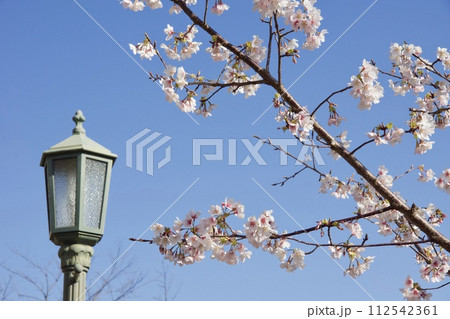 鎌倉市岩瀬 砂押川プロムナードの春 玉縄桜 鎌倉市岩瀬 砂押川プロムナードの春 玉縄桜 112542361