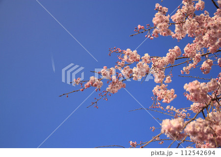 満開の八重桜の枝と青空の飛行機雲 112542694