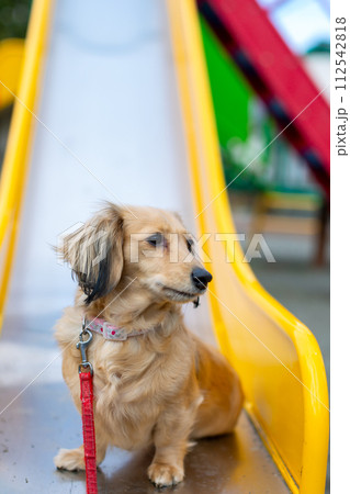 公園で散歩をするダックスフンド 公園で散歩をするダックスフンド 112542818