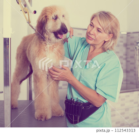 Woman hairdresser cuts Afghan puppy Shepherd in beauty salon for animals Woman hairdresser cuts Afghan puppy Shepherd in beauty salon for animals 112543313