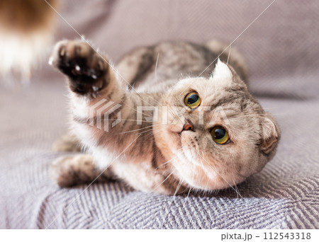 cute gray scottish fold enjoys relaxing lying on gray sofa 112543318