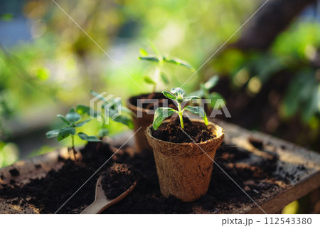 spring planting,young tree in a planting pot 112543380
