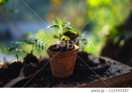 spring planting,young tree in a planting pot spring planting,young tree in a planting pot 112543387