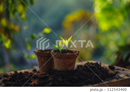 spring planting,young tree in a planting pot 112543400