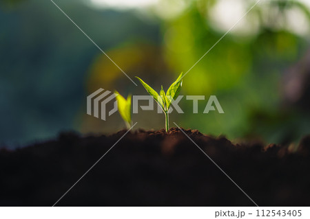 Young trees are sprouting and growing on the ground. Young trees are sprouting and growing on the ground. 112543405