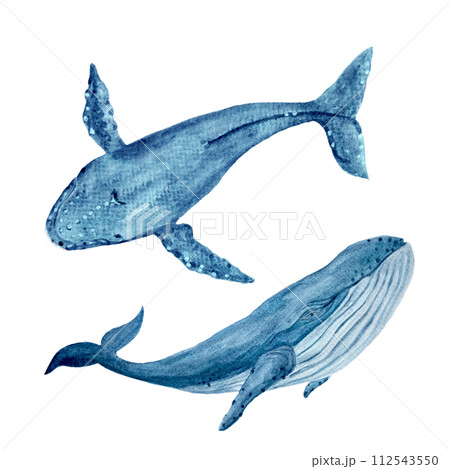 Watercolor hand-drawn humpback and blue whale isolated on white 112543550