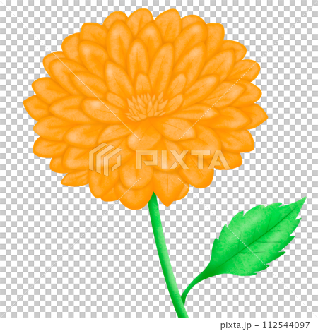 flower yellow gerbera flower isolated on white 112544097