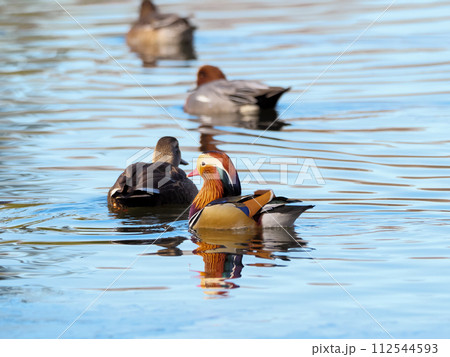 オシドリ オシドリ 112544593