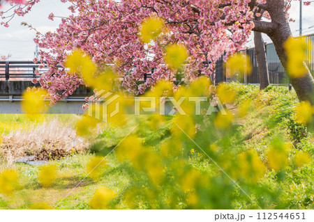 春の西古瀬川、満開の河津桜〈愛知県豊川市〉 112544651