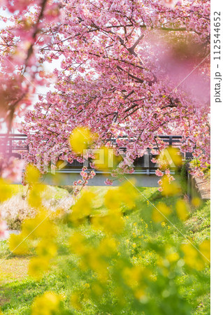 春の西古瀬川、満開の河津桜〈愛知県豊川市〉 112544652
