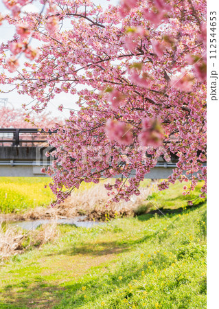 春の西古瀬川、満開の河津桜〈愛知県豊川市〉 春の西古瀬川、満開の河津桜〈愛知県豊川市〉 112544653