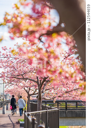 春の西古瀬川、満開の河津桜〈愛知県豊川市〉 春の西古瀬川、満開の河津桜〈愛知県豊川市〉 112544659