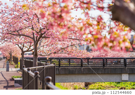 春の西古瀬川、満開の河津桜〈愛知県豊川市〉 112544660