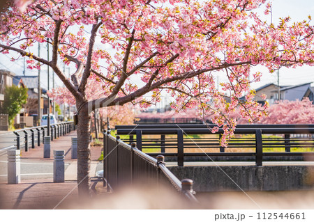 春の西古瀬川、満開の河津桜〈愛知県豊川市〉 春の西古瀬川、満開の河津桜〈愛知県豊川市〉 112544661