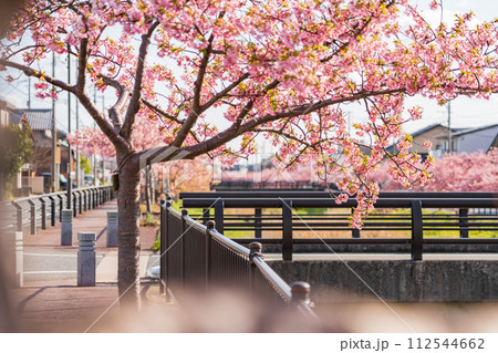 春の西古瀬川、満開の河津桜〈愛知県豊川市〉 112544662