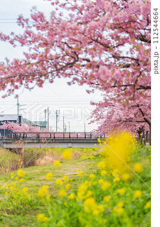 春の西古瀬川、満開の河津桜〈愛知県豊川市〉 春の西古瀬川、満開の河津桜〈愛知県豊川市〉 112544664