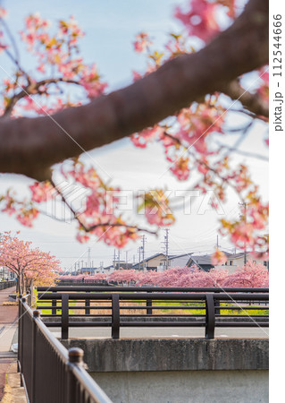 春の西古瀬川、満開の河津桜〈愛知県豊川市〉 春の西古瀬川、満開の河津桜〈愛知県豊川市〉 112544666