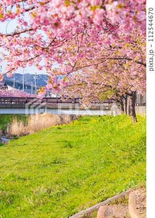 春の西古瀬川、満開の河津桜〈愛知県豊川市〉 112544670