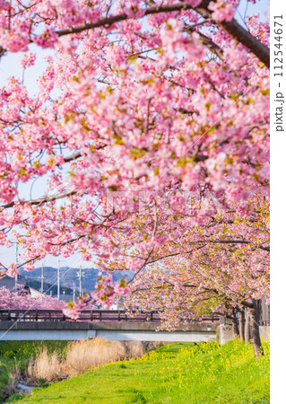 春の西古瀬川、満開の河津桜〈愛知県豊川市〉 春の西古瀬川、満開の河津桜〈愛知県豊川市〉 112544671