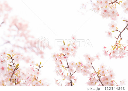 桜・春 イメージ 112544848