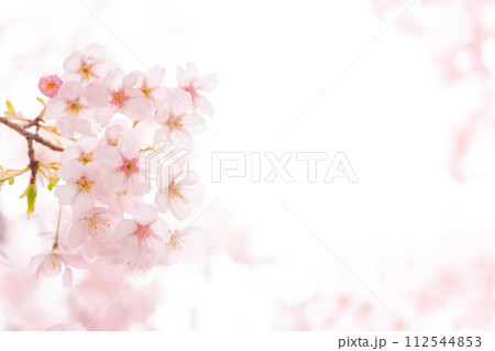 桜・春 イメージ 桜・春 イメージ 112544853