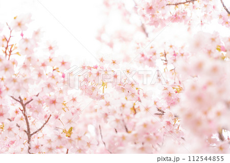 桜・春 イメージ 112544855