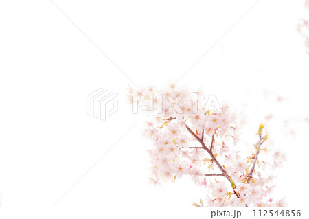 桜・春 イメージ 112544856