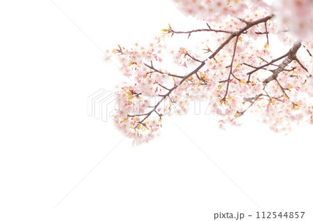 桜・春 イメージ 112544857