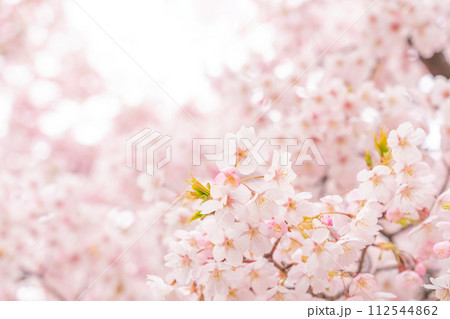 桜・春 イメージ 112544862