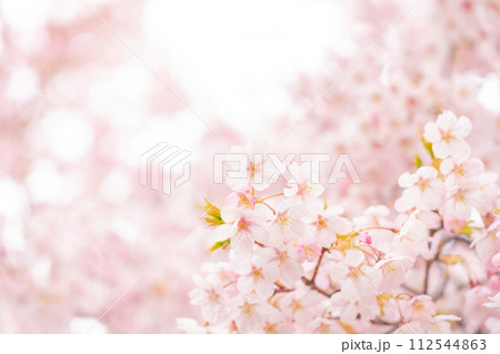 桜・春 イメージ 112544863