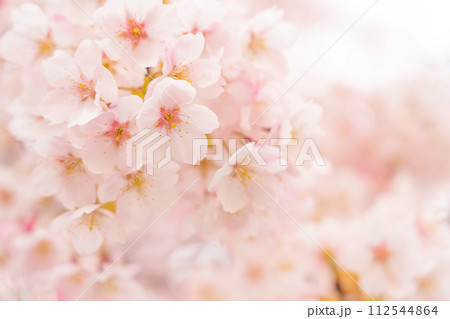 桜・春 イメージ 桜・春 イメージ 112544864