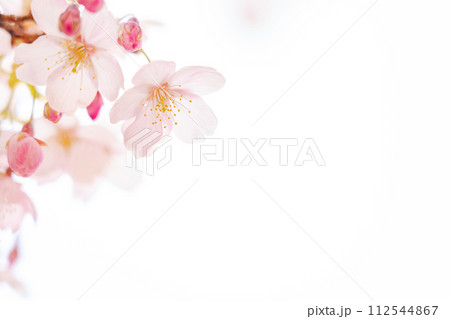 桜・春 イメージ 112544867
