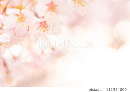 桜・春 イメージ 112544869