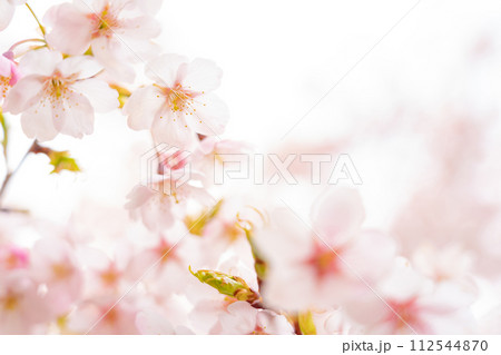 桜・春 イメージ 112544870