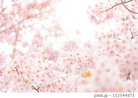 桜・春 イメージ 112544871