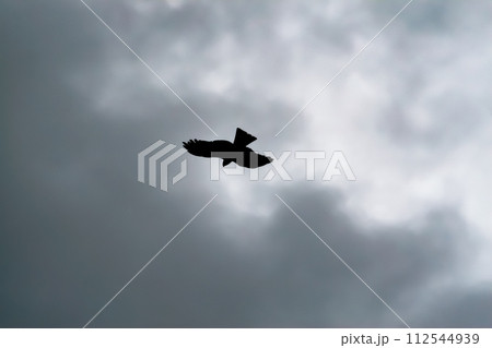 どんよりとした雨催いの空を舞う鳶 112544939