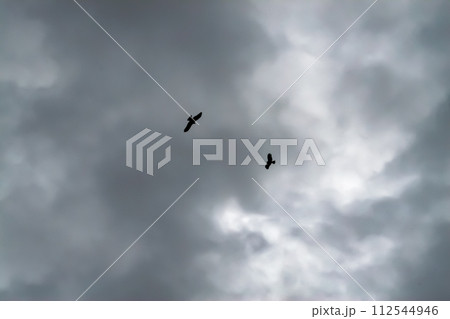 どんよりとした雨催いの空を舞う二羽の鳶 どんよりとした雨催いの空を舞う二羽の鳶 112544946