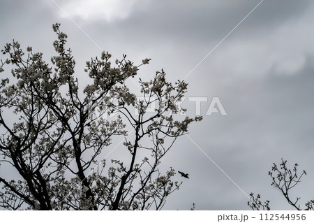 どんよりした日の桜と鳶 112544956