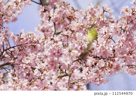 早咲きの桜の蜜を吸うメジロ クローズアップ	 112544970