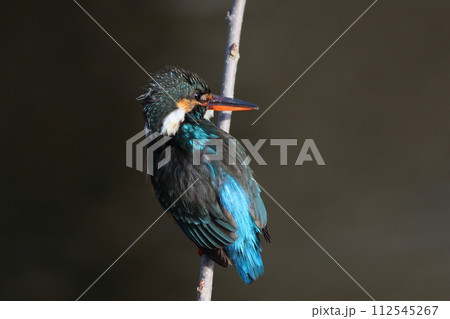 カワセミの頭と背中の模様 112545267