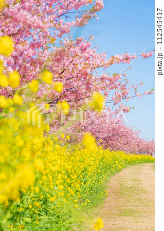 満開の桜と菜の花・春 イメージ 満開の桜と菜の花・春 イメージ 112545417