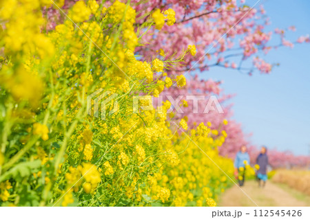 満開の桜と菜の花・春 イメージ 満開の桜と菜の花・春 イメージ 112545426