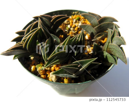 重ね扇 重ね扇 112545733