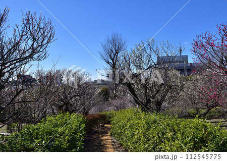 世田谷・初春の羽根木公園の梅 世田谷・初春の羽根木公園の梅 112545775