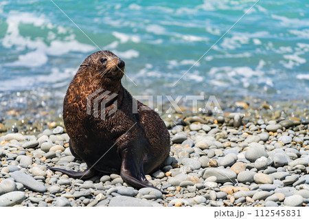 ニュージーランドの海岸にいる野生のアシカ ニュージーランドの海岸にいる野生のアシカ 112545831
