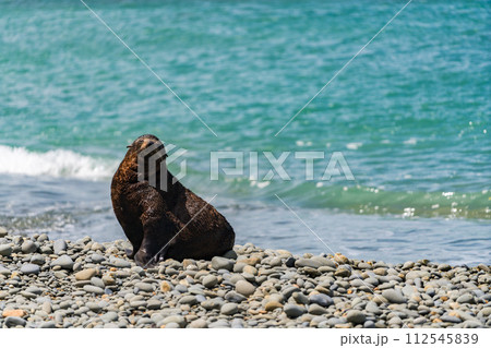 ニュージーランドの海岸にいる野生のアシカ ニュージーランドの海岸にいる野生のアシカ 112545839