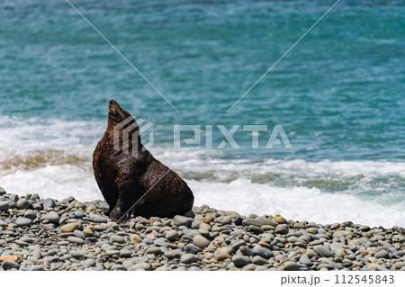 ニュージーランドの海岸にいる野生のアシカ 112545843