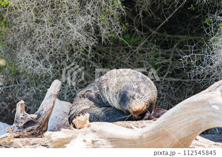 ニュージーランドの海岸にいる野生のアシカ 112545845