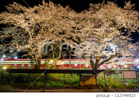 ライトアップされた夜桜の駅を通過する列車 ライトアップされた夜桜の駅を通過する列車 112546023