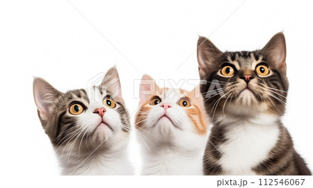 Three interested hungry cats looking up isolated on white background. Copy space. Banner for pet shop. Generative AI 112546067